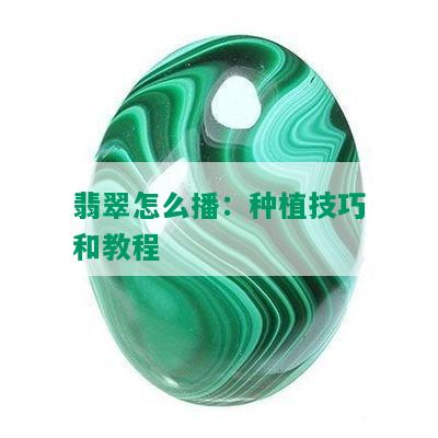 翡翠怎么播：种植技巧和教程