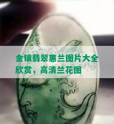 金镶翡翠蕙兰图片大全欣赏，高清兰花图