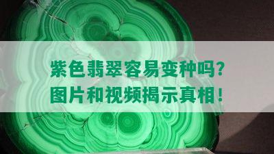 紫色翡翠容易变种吗？图片和视频揭示真相！