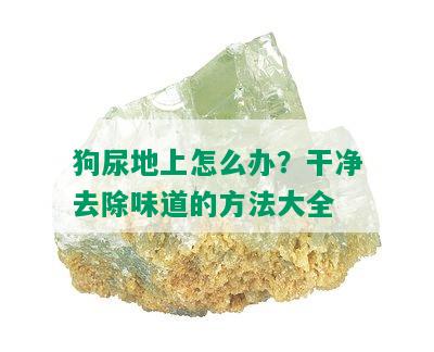 狗尿地上怎么办？干净去除味道的方法大全