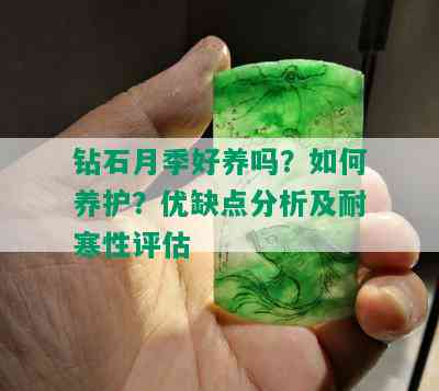 钻石月季好养吗？如何养护？优缺点分析及耐寒性评估