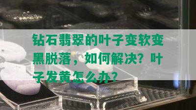 钻石翡翠的叶子变软变黑脱落，如何解决？叶子发黄怎么办？