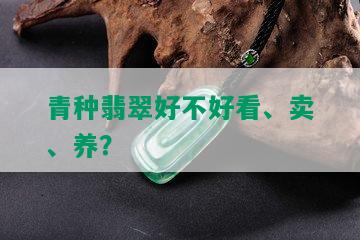 青种翡翠好不好看、卖、养？