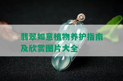 翡翠如意植物养护指南及欣赏图片大全