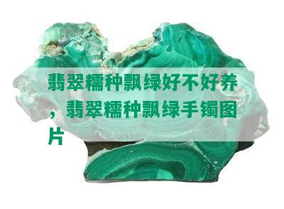 翡翠糯种飘绿好不好养，翡翠糯种飘绿手镯图片