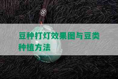 豆种打灯效果图与豆类种植方法