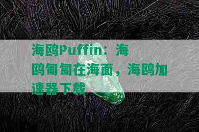 海鸥Puffin：海鸥匍匐在海面，海鸥加速器下载