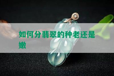 如何分翡翠的种老还是嫩