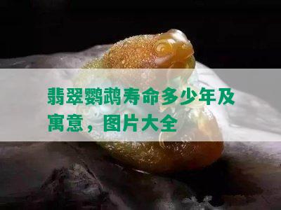 翡翠鹦鹉寿命多少年及寓意，图片大全