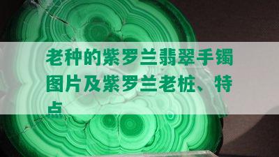 老种的紫罗兰翡翠手镯图片及紫罗兰老桩、特点