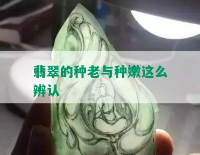 翡翠的种老与种嫩这么辨认