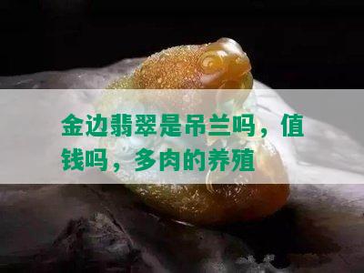 金边翡翠是吊兰吗，值钱吗，多肉的养殖