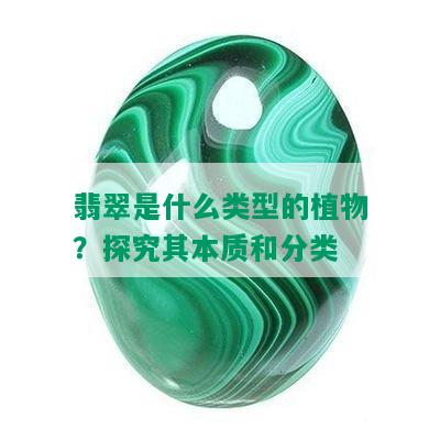 翡翠是什么类型的植物？探究其本质和分类