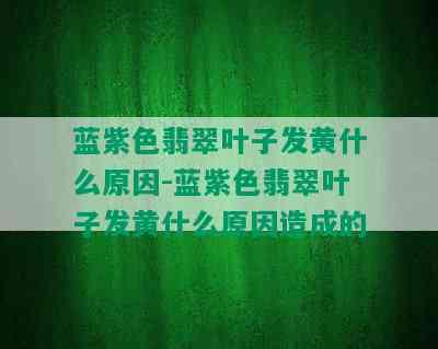 蓝紫色翡翠叶子发黄什么原因-蓝紫色翡翠叶子发黄什么原因造成的