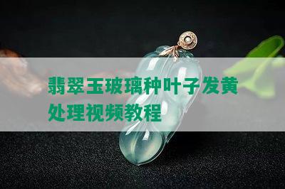 翡翠玉玻璃种叶子发黄处理视频教程