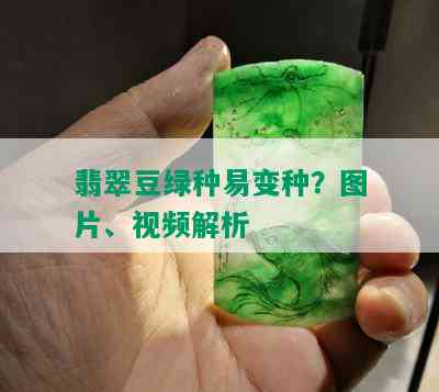 翡翠豆绿种易变种？图片、视频解析