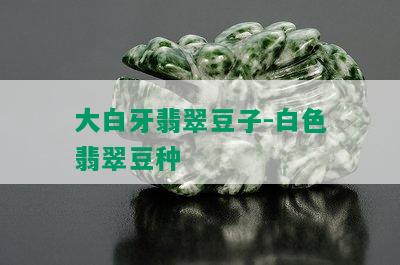 大白牙翡翠豆子-白色翡翠豆种