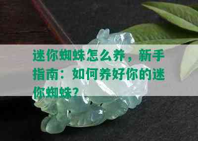 迷你蜘蛛怎么养，新手指南：如何养好你的迷你蜘蛛？