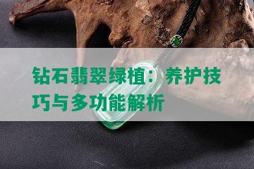 钻石翡翠绿植：养护技巧与多功能解析