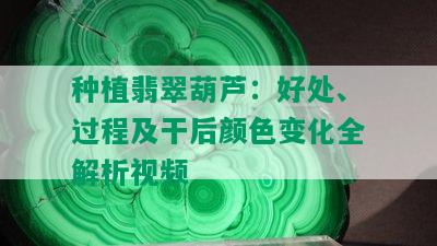 种植翡翠葫芦：好处、过程及干后颜色变化全解析视频