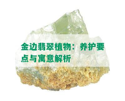 金边翡翠植物：养护要点与寓意解析