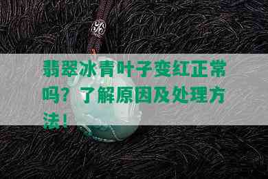 翡翠冰青叶子变红正常吗？了解原因及处理方法！