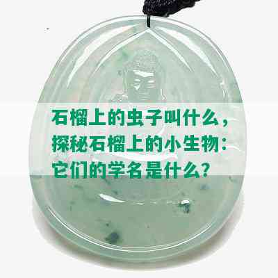 石榴上的虫子叫什么，探秘石榴上的小生物：它们的学名是什么？