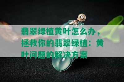 翡翠绿植黄叶怎么办，拯救你的翡翠绿植：黄叶问题的解决方案