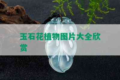 玉石花植物图片大全欣赏