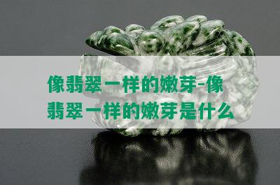 像翡翠一样的嫩芽-像翡翠一样的嫩芽是什么