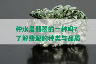 种水是翡翠的一种吗？了解翡翠的种类与品质