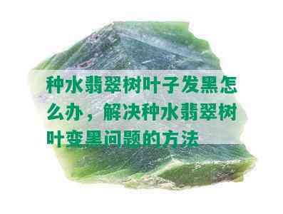 种水翡翠树叶子发黑怎么办，解决种水翡翠树叶变黑问题的方法