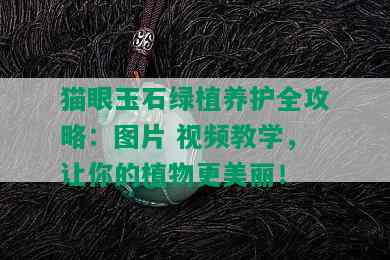 猫眼玉石绿植养护全攻略：图片 视频教学，让你的植物更美丽！