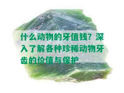 什么动物的牙值钱？深入了解各种珍稀动物牙齿的价值与保护