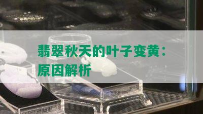 翡翠秋天的叶子变黄：原因解析