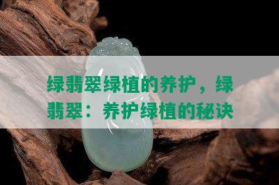 绿翡翠绿植的养护，绿翡翠：养护绿植的秘诀