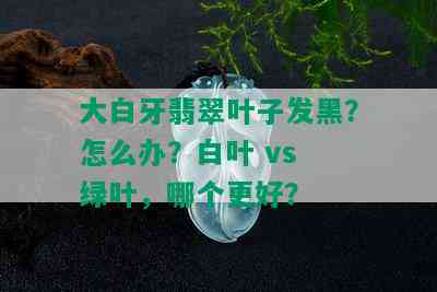 大白牙翡翠叶子发黑？怎么办？白叶 vs 绿叶，哪个更好？