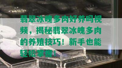 翡翠冰魄多肉好养吗视频，揭秘翡翠冰魄多肉的养殖技巧！新手也能轻松掌握！