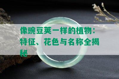 像豌豆荚一样的植物：特征、花色与名称全揭秘