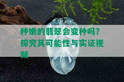 种嫩的翡翠会变种吗？探究其可能性与实证视频