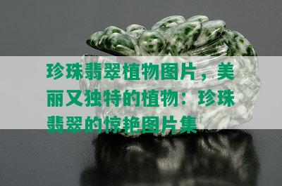 珍珠翡翠植物图片，美丽又独特的植物：珍珠翡翠的惊艳图片集