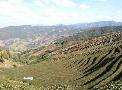 冰岛普洱茶在哪里产的更好-冰岛普洱茶在哪里产的更好喝