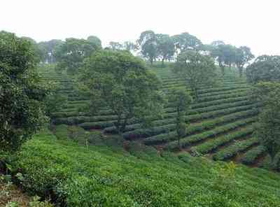 刮风寨古树茶普洱茶生茶200g-刮风寨古树普洱茶价格