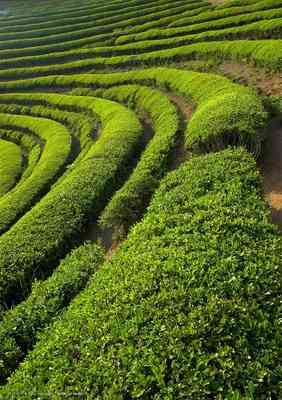 大厂普洱茶新茶-大厂普洱茶哪个性价比