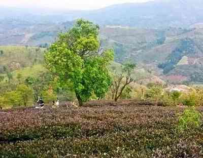 普洱茶哪里能种茶叶的种植-普洱茶哪里能种茶叶的种植基地