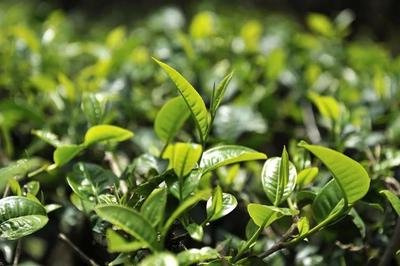 普洱茶哪里能种茶苗的种植-普洱茶哪里能种茶苗的种植基地