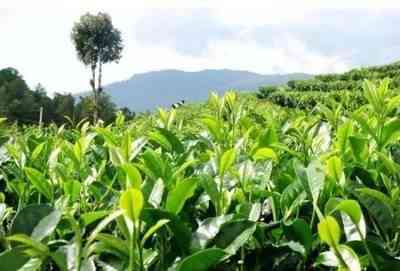 夏天对普洱茶的转化过程-夏天对普洱茶的转化过程是什么