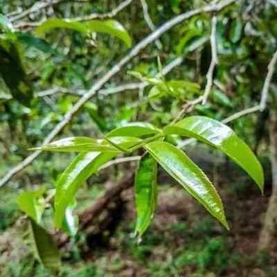 高山四季春是普洱茶吗还是绿茶-高山四季春是普洱茶吗还是绿茶好