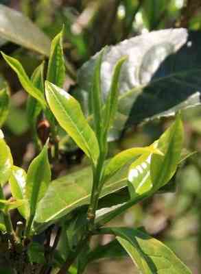 怎么用普洱茶泡脚祛湿祛寒-怎么用普洱茶泡脚祛湿祛寒呢