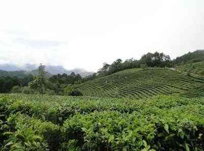 冰岛为什么是普洱茶生茶-冰岛为什么是普洱茶生茶呢